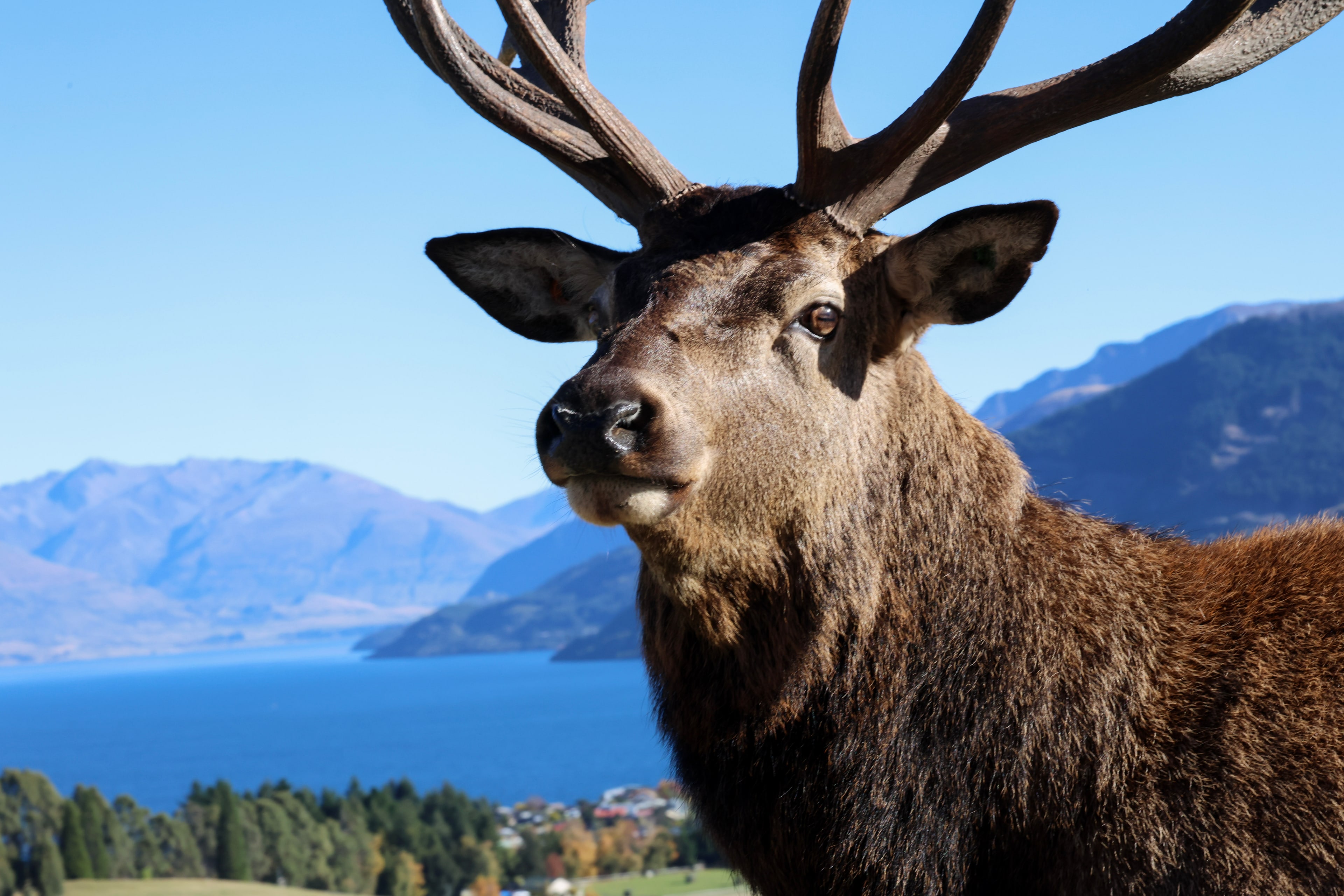 A stag against the lake